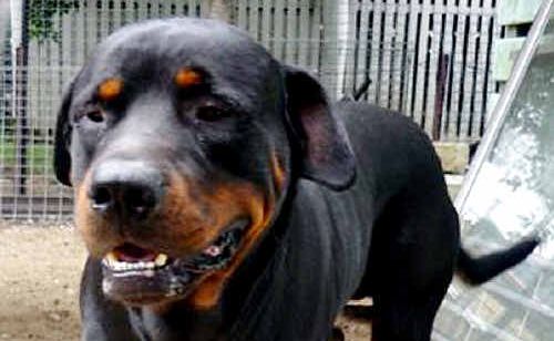 A police bullet killed this family pet. A police bullet killed this family pet.