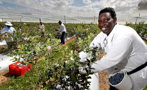 Blueberries are the fastest growing industry on the Coffs Coast. The NSW blueberry industry, of which the coast is the capital produces around 6,900 tonnes of produce each year valued at around $140 million. Blueberries are the fastest growing industry on the Coffs Coast. The NSW blueberry industry, of which the coast is the capital produces around 6,900 tonnes of produce each year valued at around $140 million.