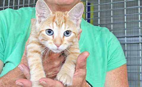 Animal Rights & Rescue Group volunteer Jennifer Simpson with Lottie, one of the kittens currently in care. ARRG’s Doorknock Appeal is this weekend. Animal Rights & Rescue Group volunteer Jennifer Simpson with Lottie, one of the kittens currently in care. ARRG’s Doorknock Appeal is this weekend.