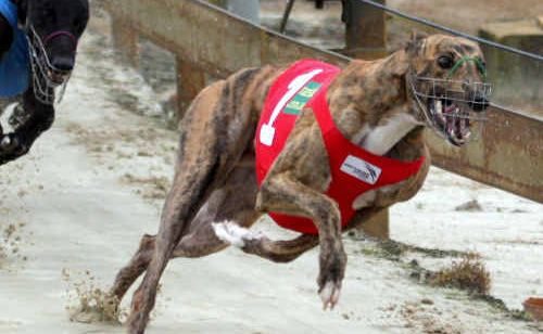 Race 3 winner Ground and Pound Race 3 winner Ground and Pound