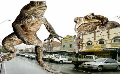 Fears for biodiversity of Border Ranges World Heritage area as increased numbers are sighted Fears for biodiversity of Border Ranges World Heritage area as increased numbers are sighted
