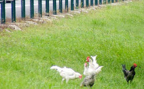 A Ballina resident is trying her best to get someone to help the poultry dumped at the roadside rest area at Wardell. A Ballina resident is trying her best to get someone to help the poultry dumped at the roadside rest area at Wardell.