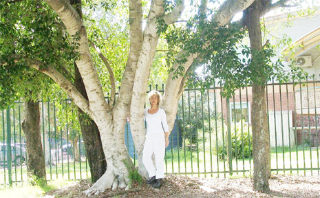 Teresa Heal stands in front of one of the fig trees earmarked for removal. Teresa Heal stands in front of one of the fig trees earmarked for removal.