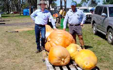 Lawrence Springborg and Doug McDougall with the winning giant pumpkin at the Inglewood Show, at 304kg. Lawrence Springborg and Doug McDougall with the winning giant pumpkin at the Inglewood Show, at 304kg.