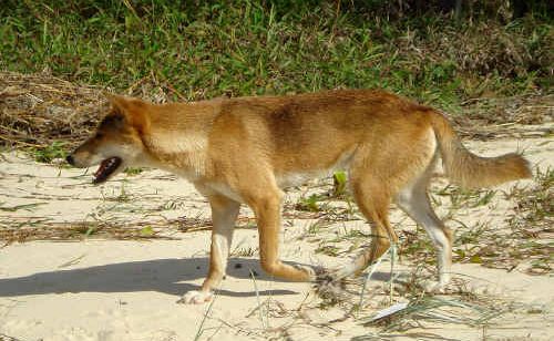 A dingo explores a beach as young tourists watch on Fraser Island, where campgrounds have been closed after three tourists were bitten by dingoes. A dingo explores a beach as young tourists watch on Fraser Island, where campgrounds have been closed after three tourists were bitten by dingoes.