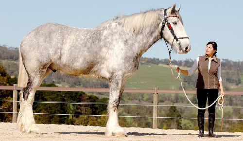 Jane Greenman with Noddy, the tallest horse in the world. Noddy will be the star of Australia’s premier heavy horse show in Gatton on May 1 and 2. Noddy is 20.2 hands high, or 2.05 metres. Jane Greenman with Noddy, the tallest horse in the world. Noddy will be the star of Australia’s premier heavy horse show in Gatton on May 1 and 2. Noddy is 20.2 hands high, or 2.05 metres.