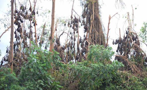 The bats of Maclean. The bats of Maclean.