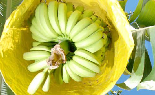 Bananas now a hot medical debate. Bananas now a hot medical debate.
