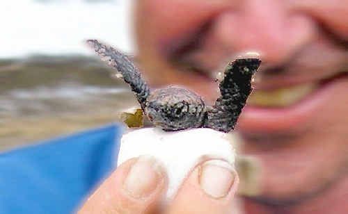 ASR general manager Keith Williams rescuing a little loggerhead hatchling. ASR general manager Keith Williams rescuing a little loggerhead hatchling.