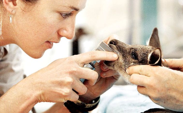 The Australian Wildlife Hospital at Australia Zoo is a beneficiary of the Holiday for a Good Cause initiative. The Australian Wildlife Hospital at Australia Zoo is a beneficiary of the Holiday for a Good Cause initiative.