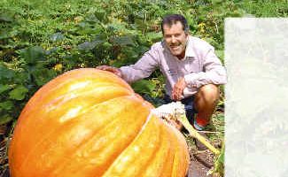 John Mills with his pumpkin in happier times, before the formidable fruit collapsed. John Mills with his pumpkin in happier times, before the formidable fruit collapsed.
