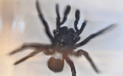 The mouse spider found in a Lanitza home kitchen. The mouse spider found in a Lanitza home kitchen.