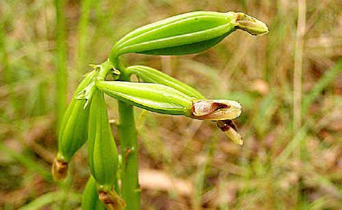Orchid: Geodorum densiflorum. Orchid: Geodorum densiflorum.