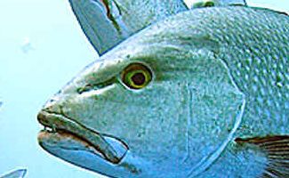 Several marine species along Northern NSW coastlines are “threatened with extinction”. Several marine species along Northern NSW coastlines are “threatened with extinction”.