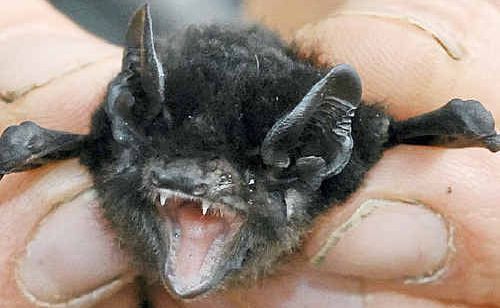 Mackay microbats are currently in a feeding frenzy as they fatten up on insects to see them through the coming winter. Mackay microbats are currently in a feeding frenzy as they fatten up on insects to see them through the coming winter.