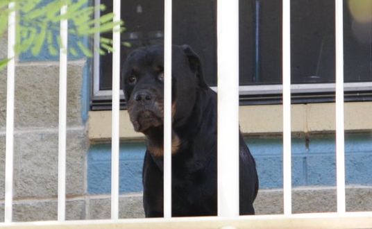 The Rottweiler which attacked a boy, 2, at Nambour. The Rottweiler which attacked a boy, 2, at Nambour.