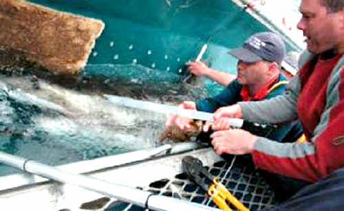Great sigh: White sharks like Neale, last seen off Coffs Harbour, continue to be tagged and tracked by the CSIRO. Great sigh: White sharks like Neale, last seen off Coffs Harbour, continue to be tagged and tracked by the CSIRO.