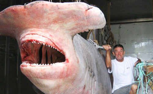 BIG GAME: Claude Williamson and the hammerhead shark caught by Evans Head based vessel Santrina. BIG GAME: Claude Williamson and the hammerhead shark caught by Evans Head based vessel Santrina.