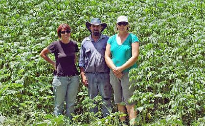 The hemp industry has been lobbying the government and Food Safety Standards Australia New Zealand (FSSANZ) for hemp seeds to be legalised, which could be the key to Australia’s hemp industry taking off. The hemp industry has been lobbying the government and Food Safety Standards Australia New Zealand (FSSANZ) for hemp seeds to be legalised, which could be the key to Australia’s hemp industry taking off.