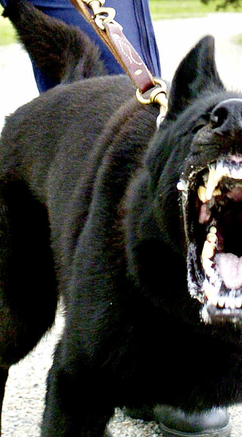 It's believed, a German Shepherd has attacked a man in his 80s. It's believed, a German Shepherd has attacked a man in his 80s.