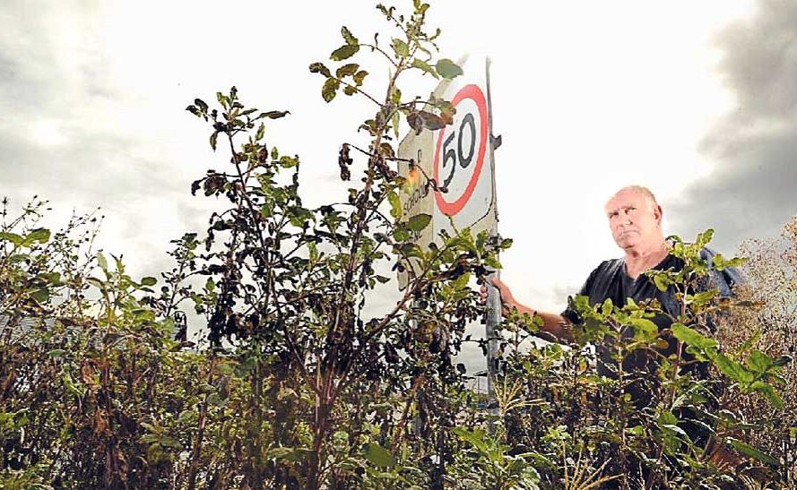 Ulmarra business owner Col Wilcox looks over an overgrown traffic island at the northern entrance to the town. Ulmarra business owner Col Wilcox looks over an overgrown traffic island at the northern entrance to the town.