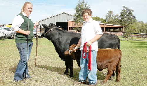 This Dexter cow and her three month old calf, shown by the Meville Roy stud at Bowraville and led by Courtney Jones and Pat Gallagher, won many admirers. The Grand champion beef bull of the Macksville show was this 19 month old 930 kilogram beauty exhibited by the Nemonaville Angus Stud at Walcha and led by Neville Kirkman. This Dexter cow and her three month old calf, shown by the Meville Roy stud at Bowraville and led by Courtney Jones and Pat Gallagher, won many admirers. The Grand champion beef bull of the Macksville show was this 19 month old 930 kilogram beauty exhibited by the Nemonaville Angus Stud at Walcha and led by Neville Kirkman.