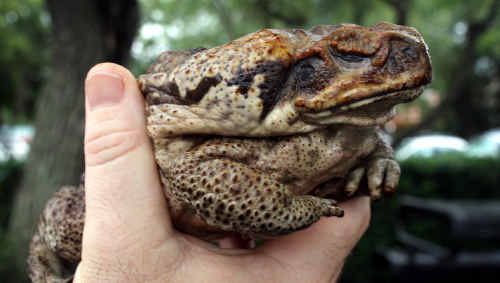 Look out: The much-loathed cane toad is on the march toward Coffs Coast ... and in numbers. Look out: The much-loathed cane toad is on the march toward Coffs Coast ... and in numbers.