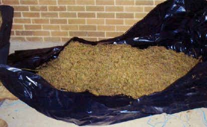 Kristen Gardner from South Gundurimba pleaded guilty to supply and cultivation of a commercial quantity of cannabis. The drugs were found in bushland on Anzac Day 2009. Kristen Gardner from South Gundurimba pleaded guilty to supply and cultivation of a commercial quantity of cannabis. The drugs were found in bushland on Anzac Day 2009.