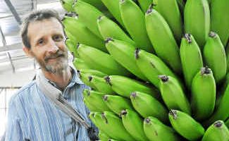 Big fellas: Banana grower David Pike with his 71.5kg bunch of CX3640 bananas that won the Heaviest Bunch award. Big fellas: Banana grower David Pike with his 71.5kg bunch of CX3640 bananas that won the Heaviest Bunch award.