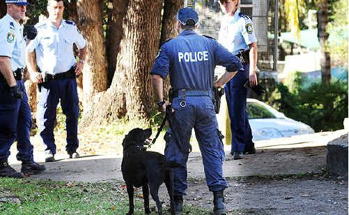 Police sniffer dog Wilson at work this week in Nimbin. Police sniffer dog Wilson at work this week in Nimbin.