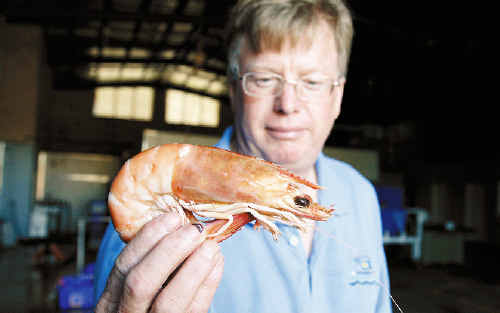 Ballina Fisherman’s Co-Op manager Phil Hilliard says local trawlers have left for deeper waters to the north and south. Ballina Fisherman’s Co-Op manager Phil Hilliard says local trawlers have left for deeper waters to the north and south.