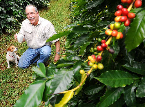BEAN THERE: Tintenbar coffee grower Jos Webber and his dog Suzi pictured on his property among the coffee trees bearing fruit. The local industry is experiencing a renaissance with demand outstripping supply Jacklyn Wagner BEAN THERE: Tintenbar coffee grower Jos Webber and his dog Suzi pictured on his property among the coffee trees bearing fruit. The local industry is experiencing a renaissance with demand outstripping supply Jacklyn Wagner