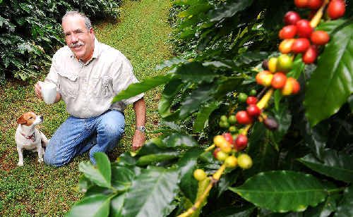 BEAN THERE: Tintenbar coffee grower Jos Webber and his dog Suzi pictured on his property among the coffee trees bearing fruit. The local industry is experiencing a renaissance with demand outstripping supply Jacklyn Wagner BEAN THERE: Tintenbar coffee grower Jos Webber and his dog Suzi pictured on his property among the coffee trees bearing fruit. The local industry is experiencing a renaissance with demand outstripping supply Jacklyn Wagner