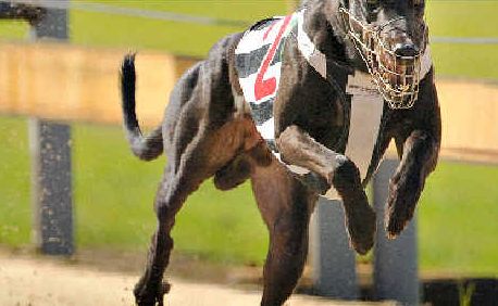 Toms Dial won race one at Grafton, over 305m, in 17.99 seconds. Toms Dial won race one at Grafton, over 305m, in 17.99 seconds.