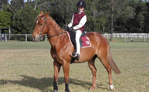 Cash – a strong, healthy horse dearly loved by his owners – had to be put down on Monday after contracting Hendra virus. Cash – a strong, healthy horse dearly loved by his owners – had to be put down on Monday after contracting Hendra virus.