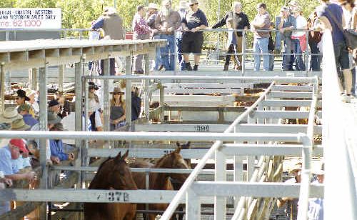 EAGER BUYERS: A large crowd watches the horse auction at the Casino saleyards on Saturday. EAGER BUYERS: A large crowd watches the horse auction at the Casino saleyards on Saturday.