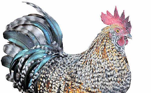 ABOUT 20 chickens and ducks were found decapitated in Morayfield. ABOUT 20 chickens and ducks were found decapitated in Morayfield.