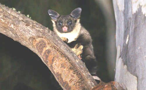 State Forests’ efforts to protect the yellow-bellied glider have been inadequate, according to the North East Forest Alliance. State Forests’ efforts to protect the yellow-bellied glider have been inadequate, according to the North East Forest Alliance.