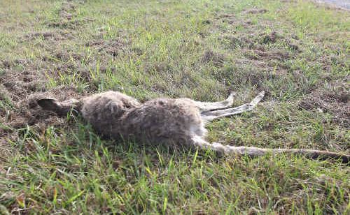 A dead kangaroo, killed by a motor vehicle on Rushforth Road, was left for days. A dead kangaroo, killed by a motor vehicle on Rushforth Road, was left for days.
