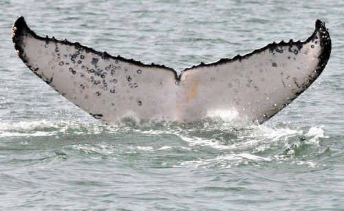 A humpback whale. A humpback whale.