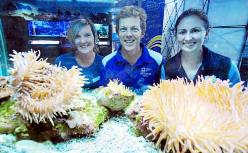 Angela Van Den Bosch of the Pet Porpoise Pool, Stephan Soule of the National Marine Science Centre and Chantelle Burns of the Marine Park Authority. Angela Van Den Bosch of the Pet Porpoise Pool, Stephan Soule of the National Marine Science Centre and Chantelle Burns of the Marine Park Authority.