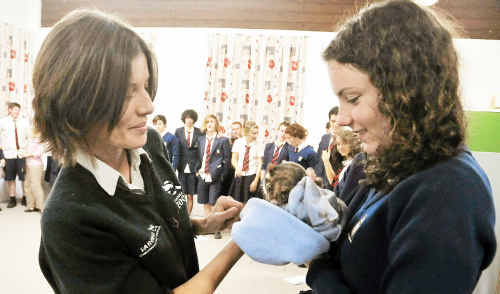 Taronga Zoo’s Nikki Bodel teaches Bishop Druitt College students Olivia Telford a thing or two about Bungee the possum at the Australian Biota Study Day yesterday. Taronga Zoo’s Nikki Bodel teaches Bishop Druitt College students Olivia Telford a thing or two about Bungee the possum at the Australian Biota Study Day yesterday.