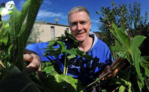 Steve McGrane in his sustainable garden at Korora. Steve McGrane in his sustainable garden at Korora.