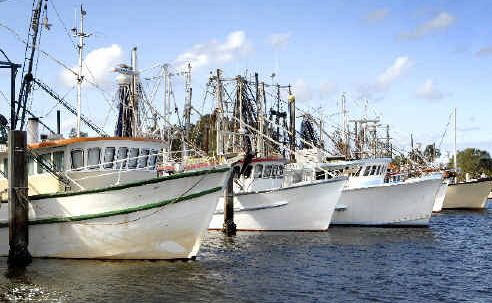 Fleets shrink: The Ballina Fishermen’s Co-operative fears for the future of trawler fleets like those moored at Ballina as the Federal Government plans to create two new deepwater marine parks off the Tweed and Clarence coasts. Fleets shrink: The Ballina Fishermen’s Co-operative fears for the future of trawler fleets like those moored at Ballina as the Federal Government plans to create two new deepwater marine parks off the Tweed and Clarence coasts.