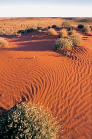 Arid land - Simpson Desert Arid land - Simpson Desert