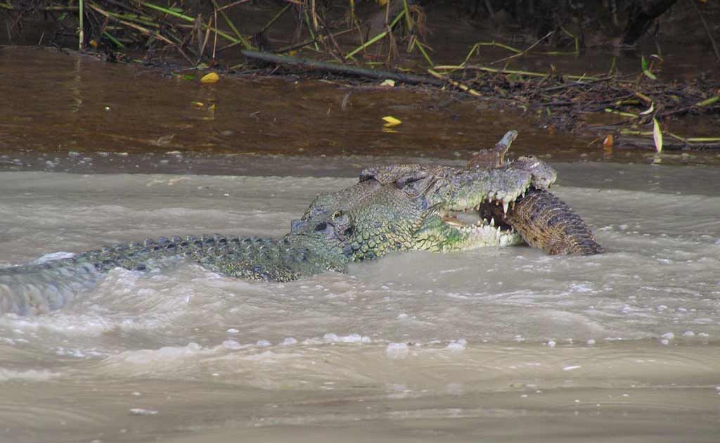 Adam Bowman, of Wallaroo Tours (www.litchfielddaytours.com), captured a 4-metre saltwater crocodile eating a freshwater crocodile in the Adelaide River, 70km southeast of Darwin. Adam Bowman, of Wallaroo Tours (www.litchfielddaytours.com), captured a 4-metre saltwater crocodile eating a freshwater crocodile in the Adelaide River, 70km southeast of Darwin.