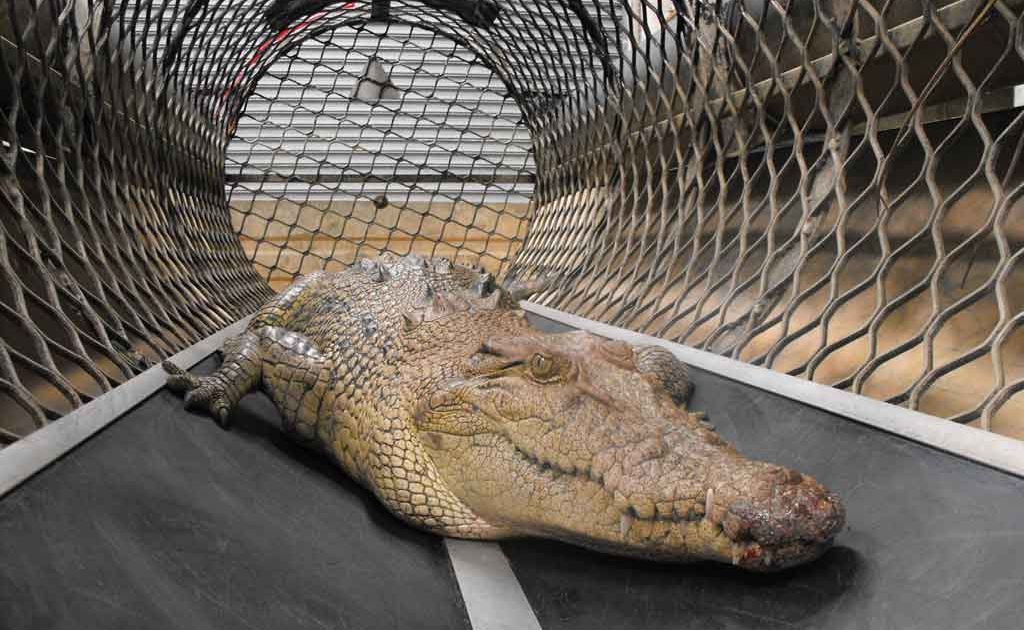 This 2.4-metre crocodile was captured in a floating trap in the inner Cairns suburb of Parramatta Park after scaring a local fisherman when it lunged from a suburban drain. This 2.4-metre crocodile was captured in a floating trap in the inner Cairns suburb of Parramatta Park after scaring a local fisherman when it lunged from a suburban drain.