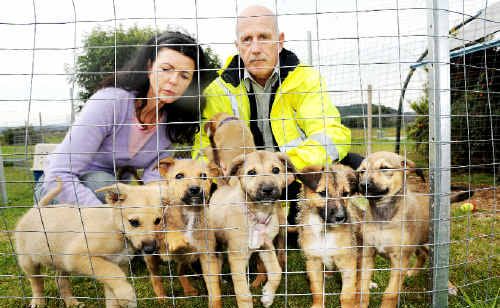 Animal Rights and Rescue co-ordinator Barbara Steffensen and Lismore City Council ranger Joe Monks pictured with kelpie-cross pups treated for signs of the potentially deadly parvovirus. Animal Rights and Rescue co-ordinator Barbara Steffensen and Lismore City Council ranger Joe Monks pictured with kelpie-cross pups treated for signs of the potentially deadly parvovirus.