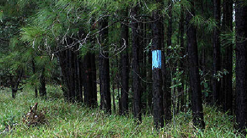 Forestry assets have been sold too cheaply, it is claimed. Forestry assets have been sold too cheaply, it is claimed.