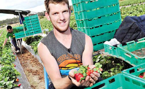 Backpacker Martin Hickey at work at the Gowinta strawberry farm at Beerwah. Backpacker Martin Hickey at work at the Gowinta strawberry farm at Beerwah.
